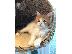PoulaTo: Maine Coon γατάκια προς πώληση